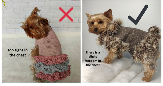 Dog wearing a too-tight knit sweater that restricts movement, Dog Knitwear Tips
