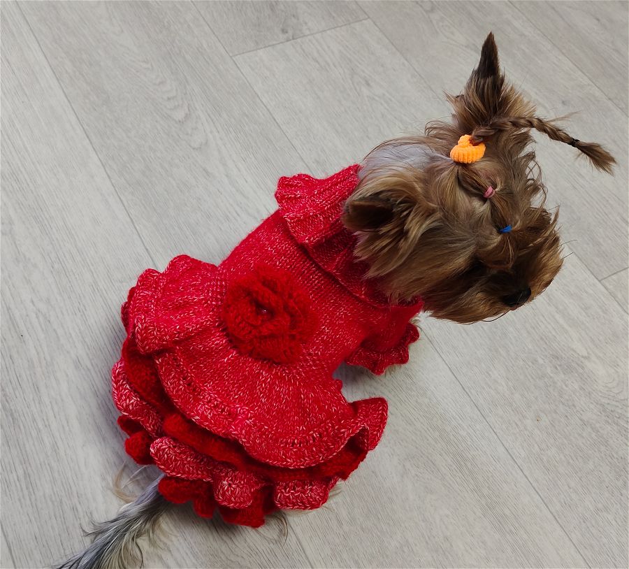 Small dog wearing a handmade red ruffle knit dress, ideal for Yorkies or Chihuahuas, standing on a cozy background.