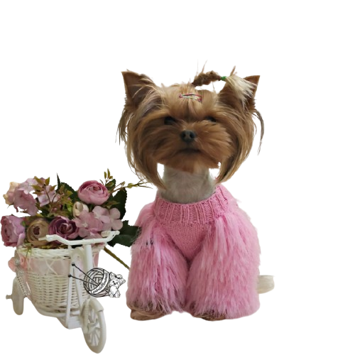 Elegant cotton yarn knitted dog sweater with fluffy sleeves and Swarovski stones on small dog